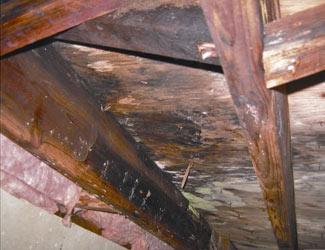 mold and rot in a Vernon crawl space