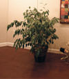 waterproof wood floor for basement remodeling projects in Sparta
